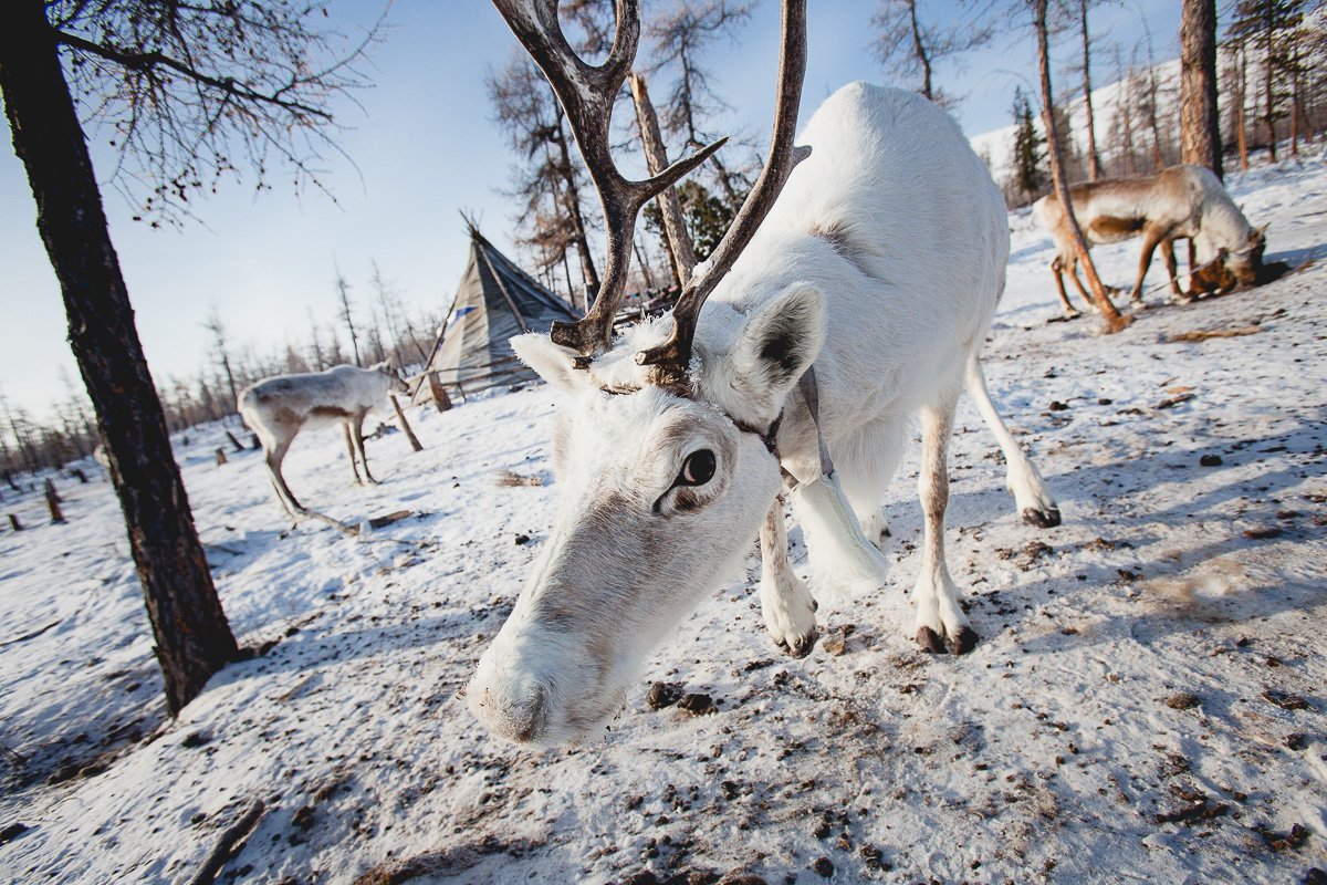 Tsaatans — Living With the Reindeers