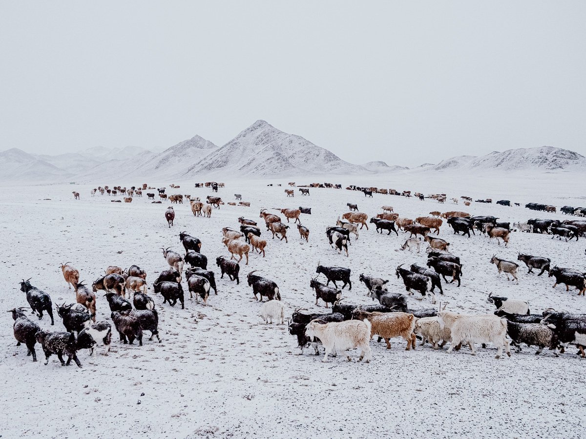 Mongolie — La Migration Kazakhe